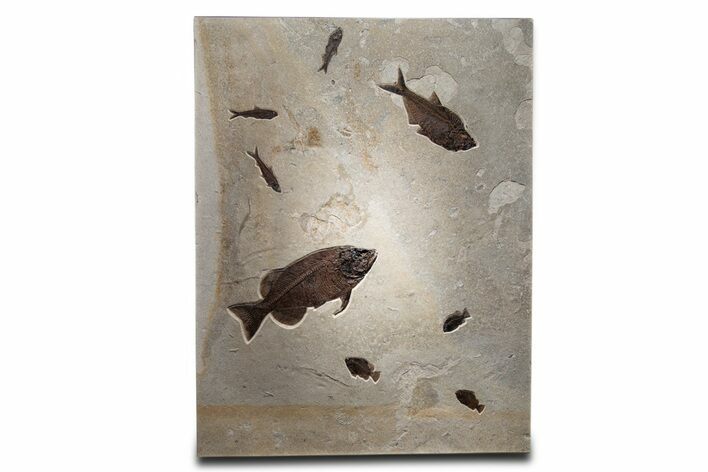 Green River Fossil Fish Mural with Monster Phareodus #356710
